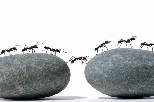 ants-moving-together